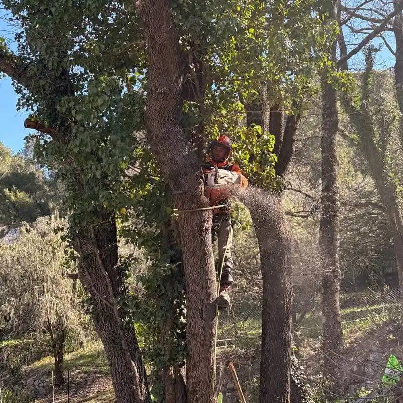 Enzo Cotta encordé dans un arbre, en train de démonter une branche