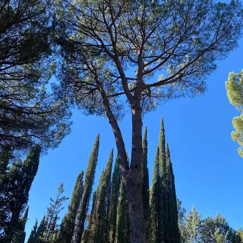 Pins parasols et cyprès taillés vus depuis le sol, ciel bleu de Hyères